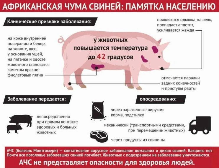 Африканская чума свиней